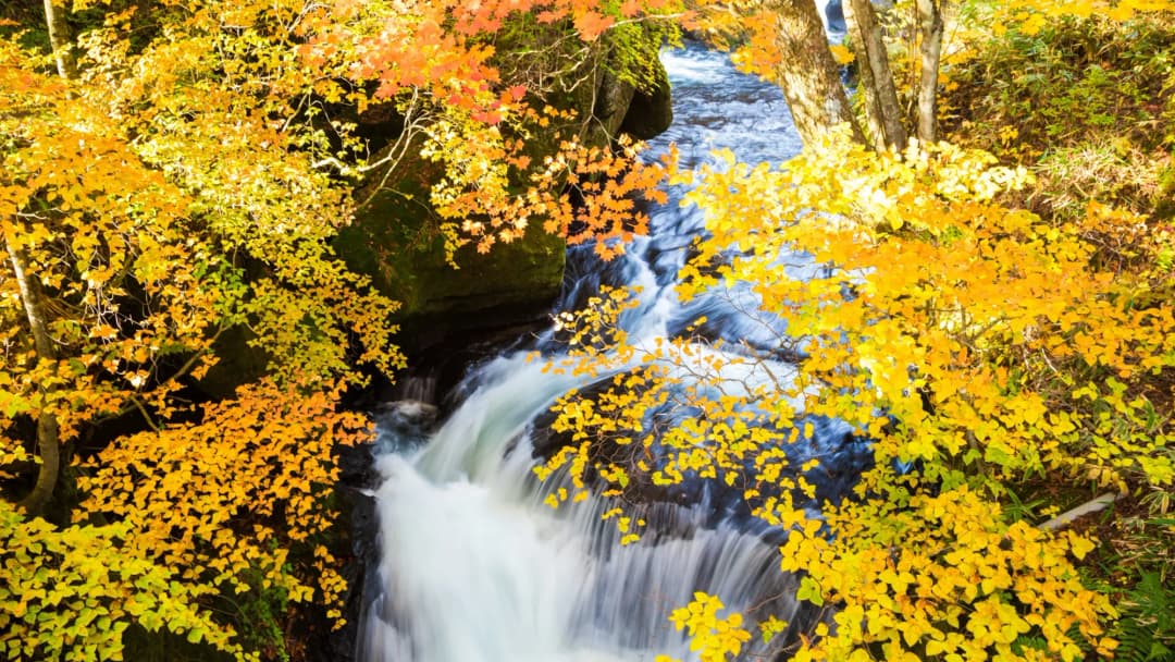 Autumn Waterfall Golden Forest