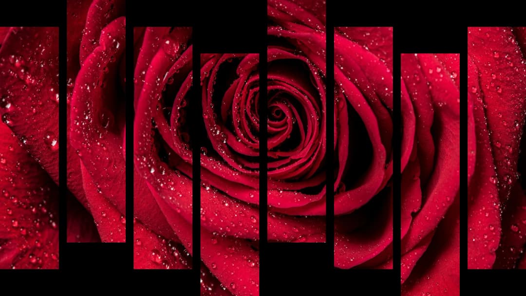 Dewy Red Rose – 8 Panels Hierarchy
