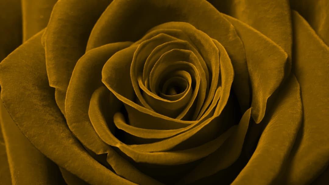 Gold Rose Macro