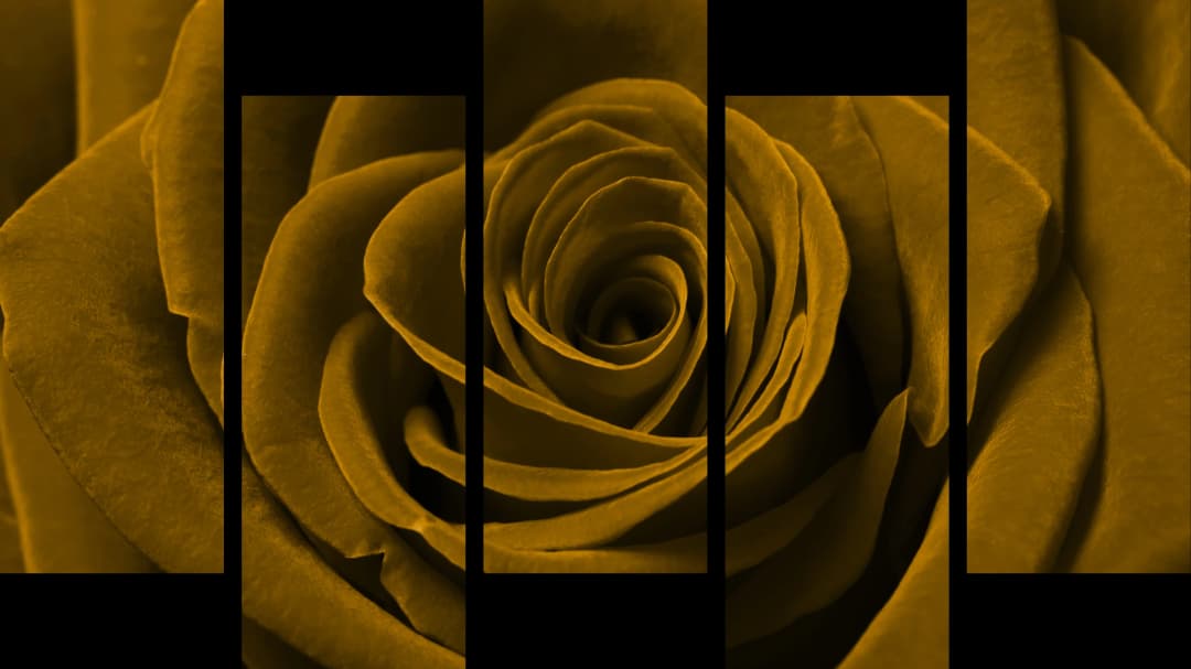 Gold Rose Macro – 5 Panels Up & Down