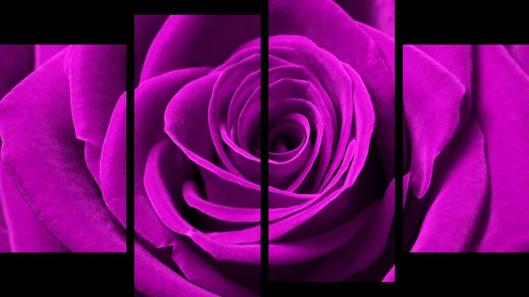 Pink Rose Macro – 4 Panels