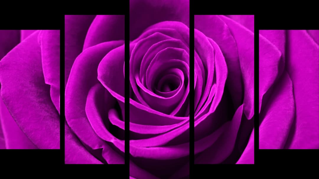 Pink Rose Macro – 5 Panels Hierarchy
