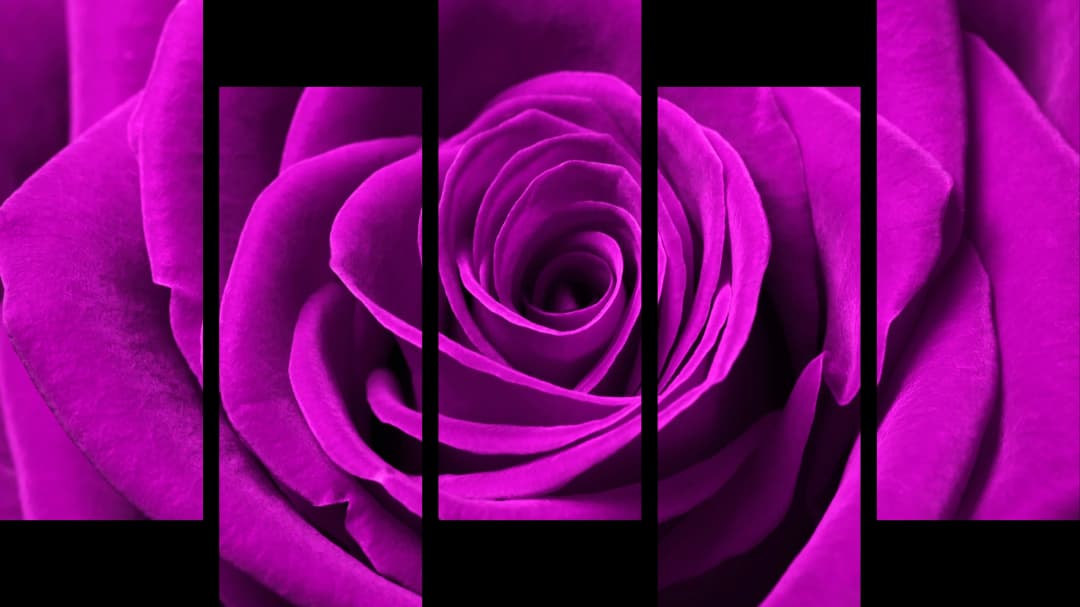 Pink Rose Macro – 5 Panels Up & Down