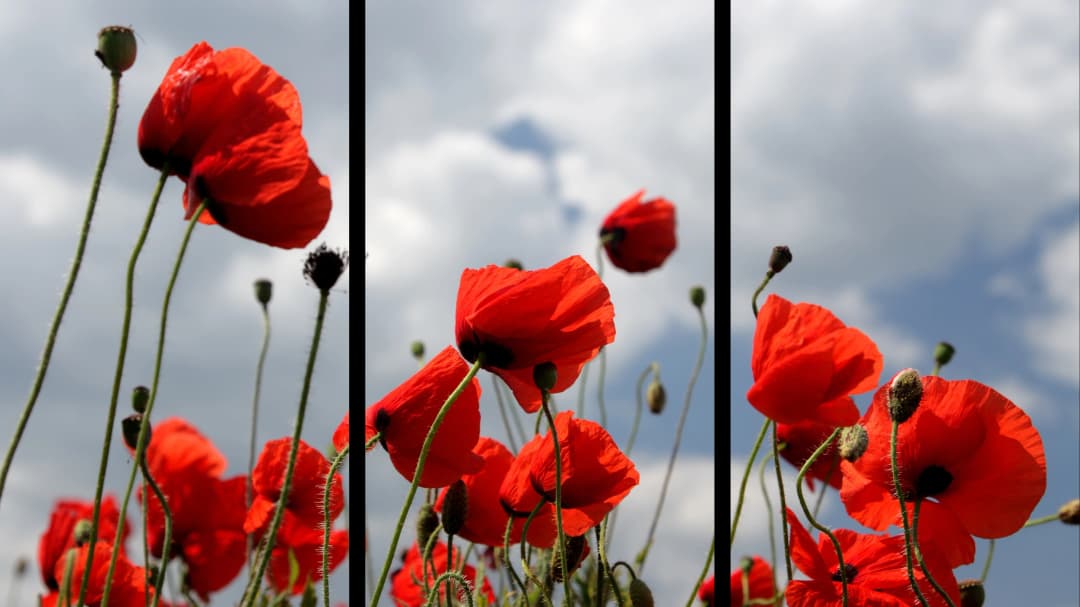 Red Poppies Sky – 3 Panels