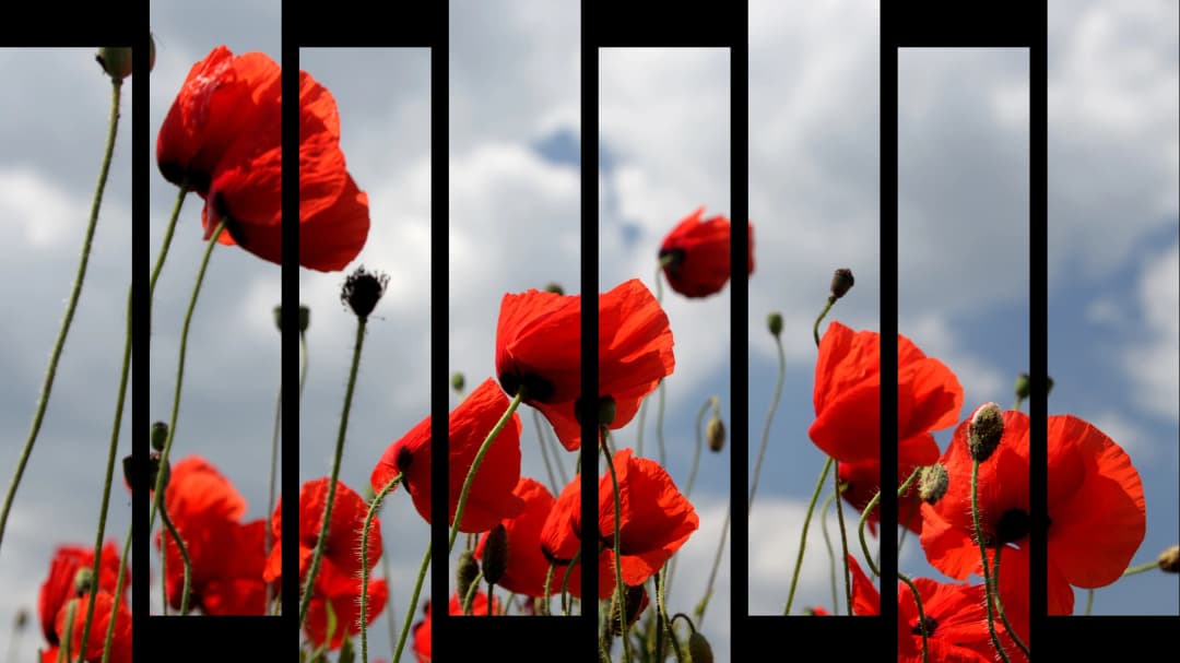 Red Poppies Sky – 8 Panels Up & Down