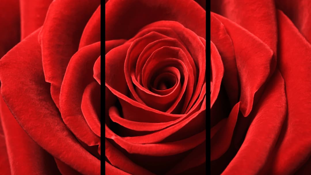 Red Rose Macro – 3 Panels