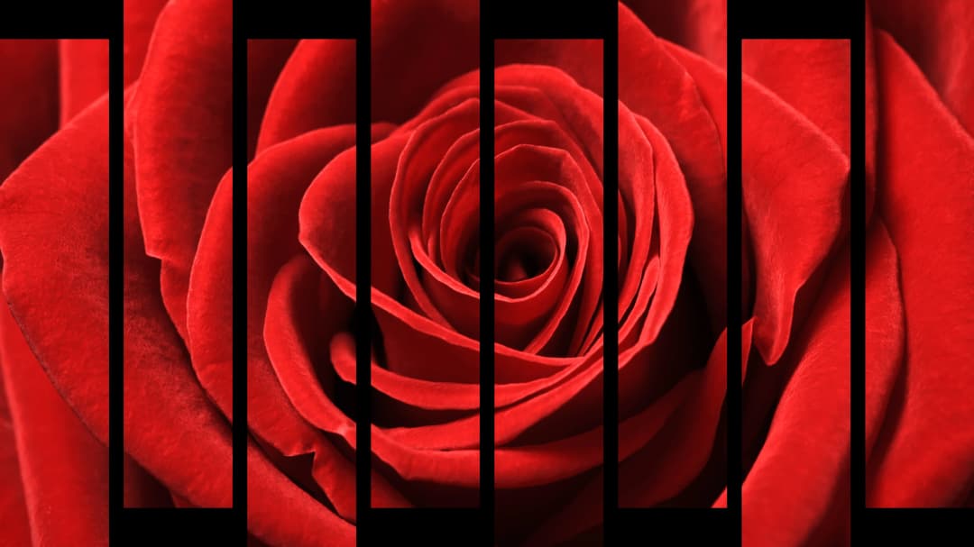 Red Rose Macro – 8 Panels Up & Down
