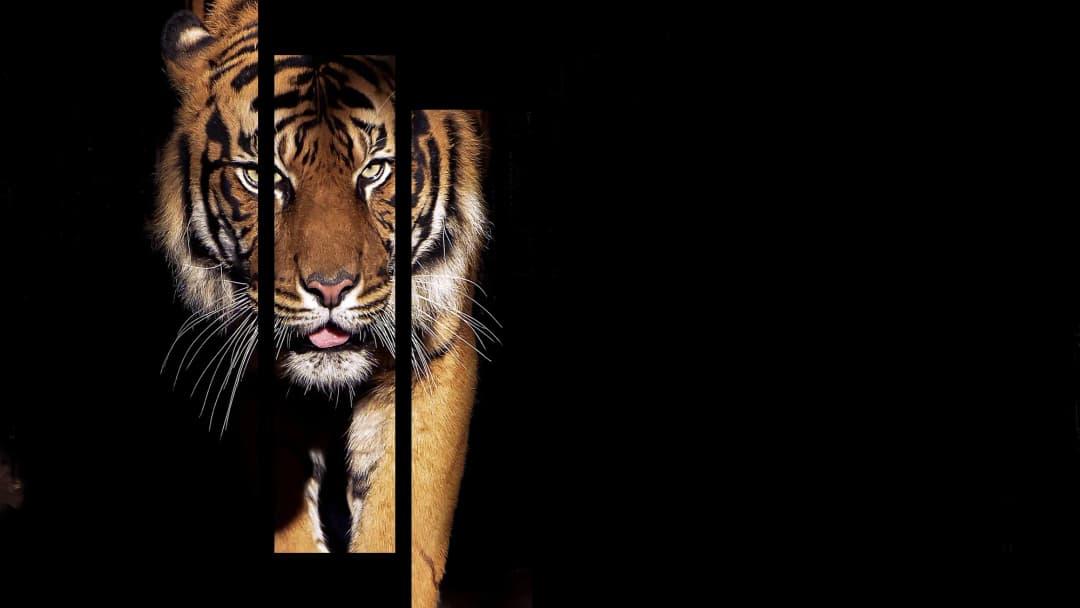 Stalking Bengal Tiger – 8 Panels Hierarchy