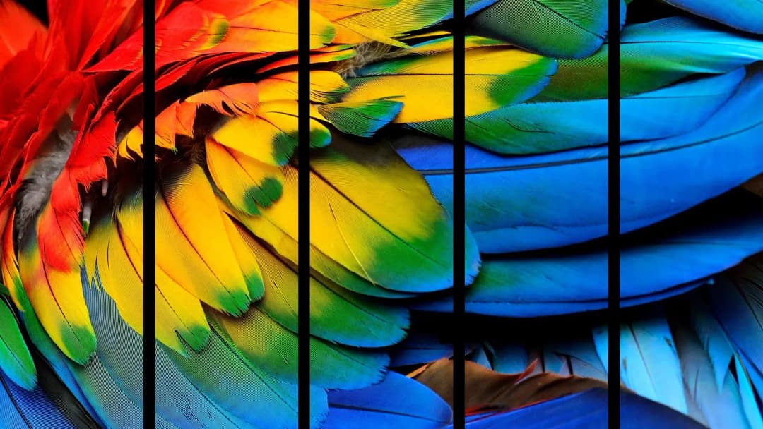 Vibrant Macaw Feathers – 5 Panels Straight
