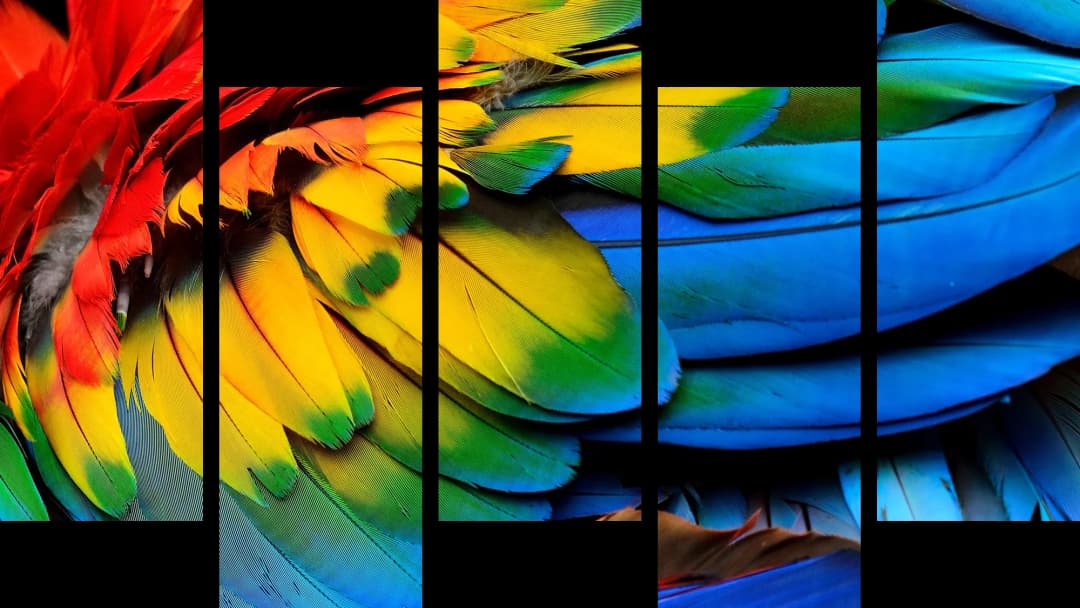 Vibrant Macaw Feathers – 5 Panels Up & Down