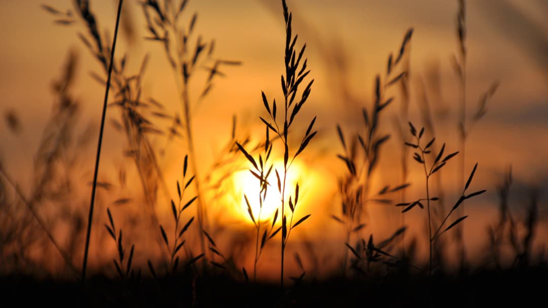 Wild Grass Sunset Silhouette