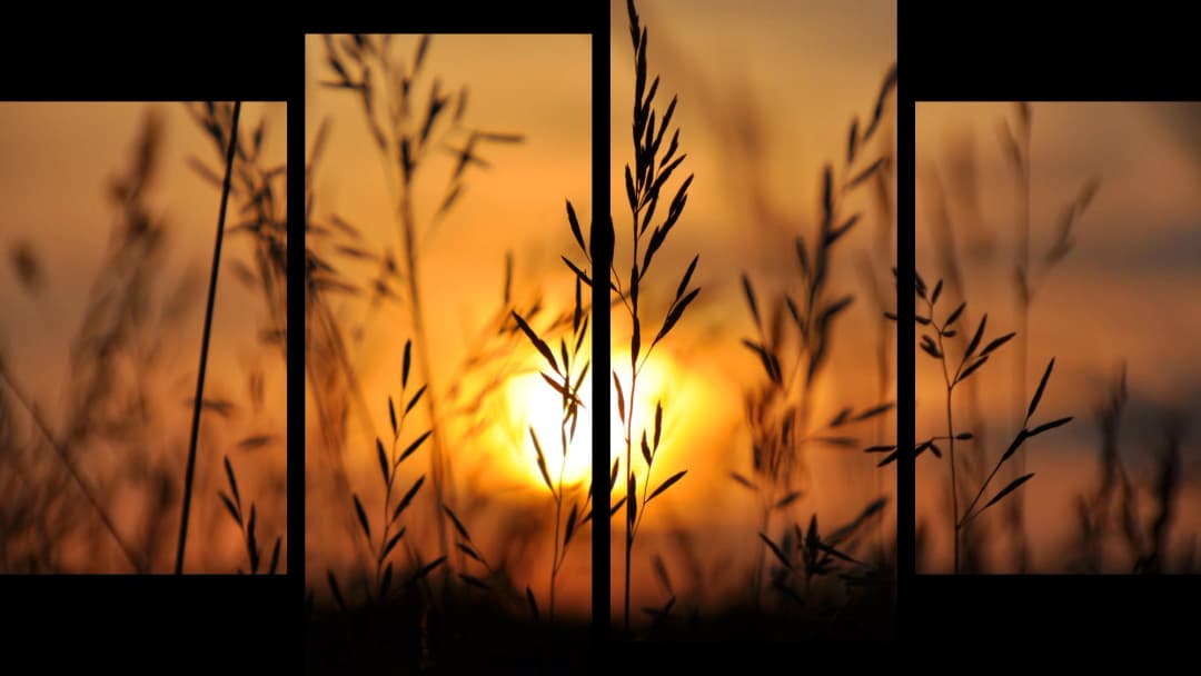 Wild Grass Sunset Silhouette – 4 Panels