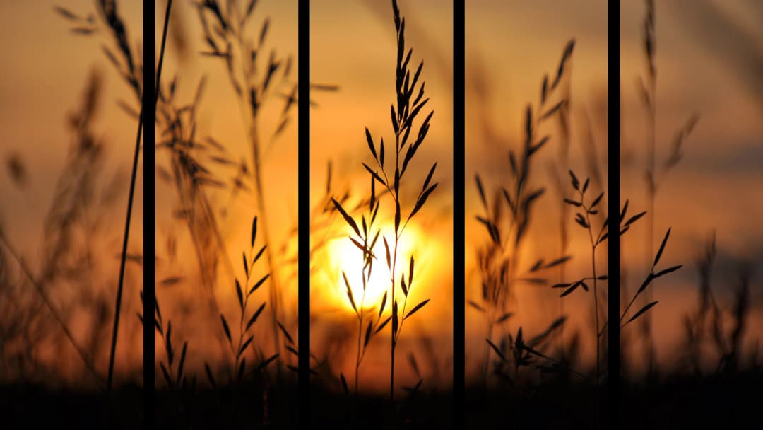 Wild Grass Sunset Silhouette – 5 Panels Straight