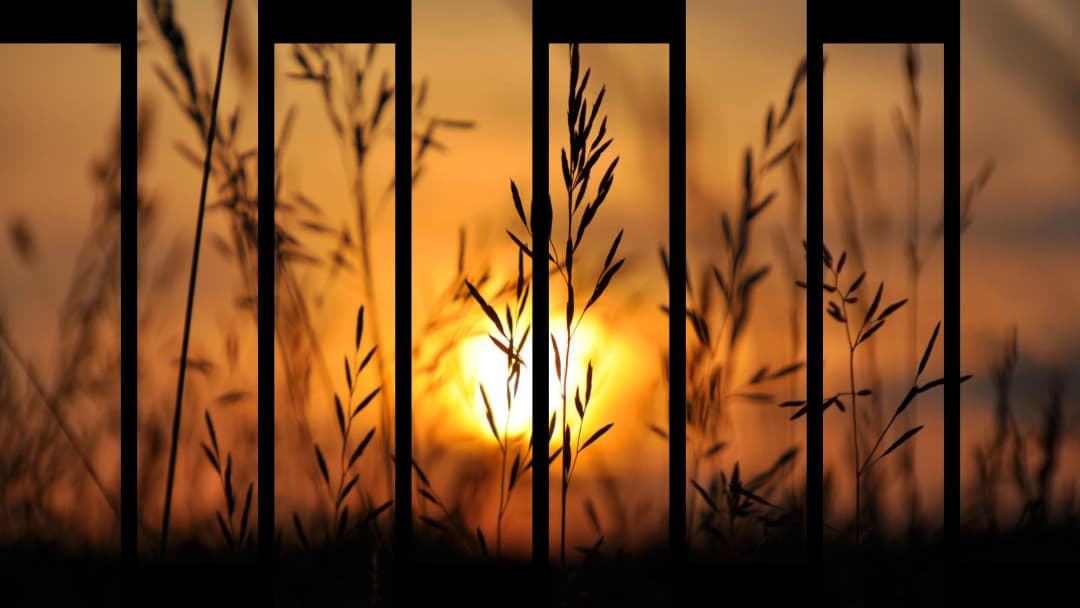 Wild Grass Sunset Silhouette – 8 Panels Up & Down